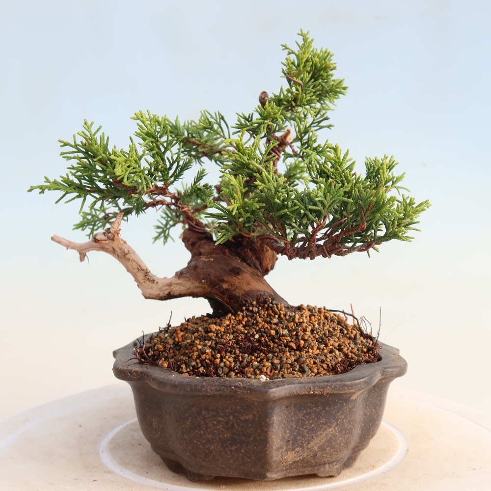 Outdoor bonsai - Juniperus chinensis Itoigawa - Chinese juniper