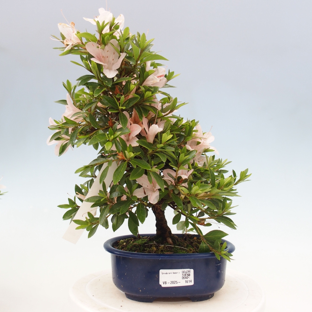 Bonsai im Freien - Japanische Azalee - Azalea Nikko