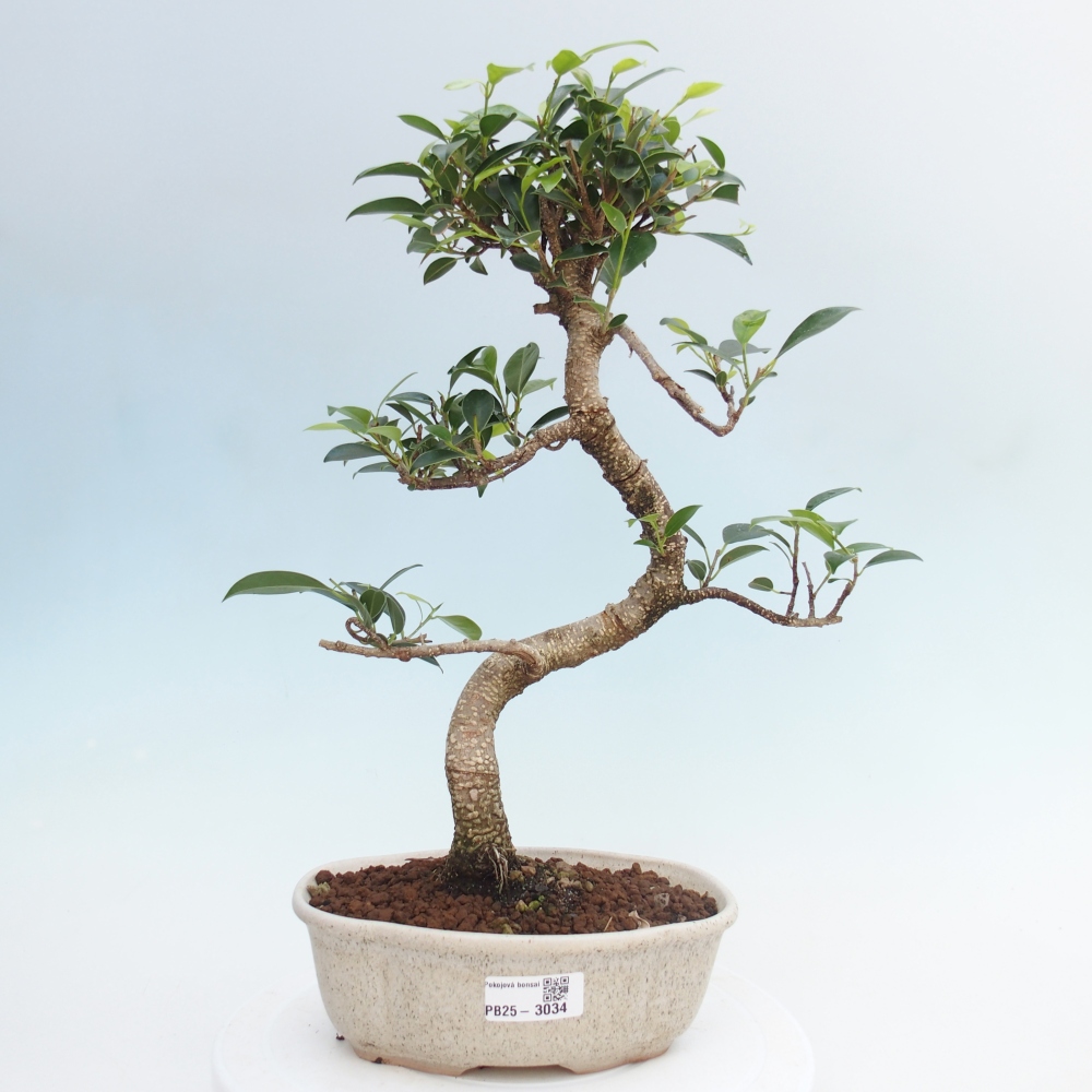 Indoor-Bonsai - Ficus retusa - kleiner Ficus