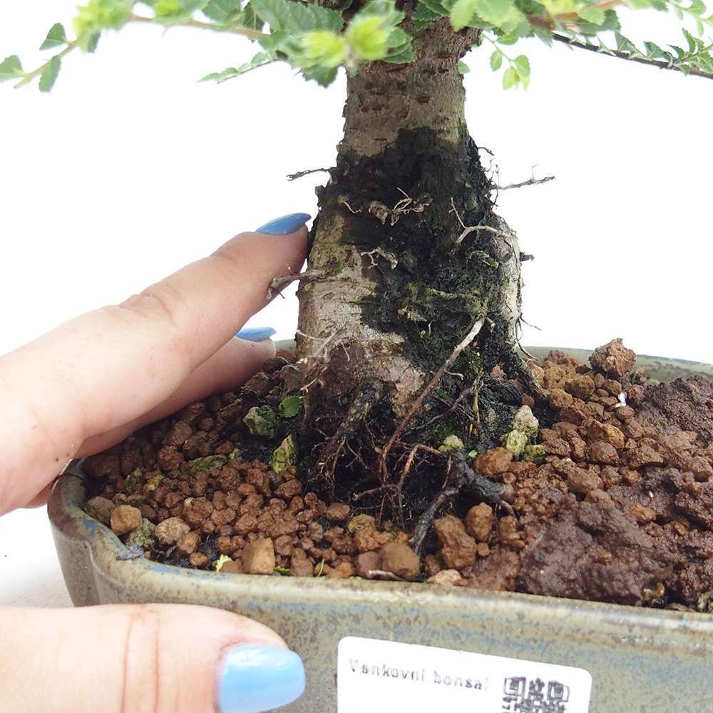 Bonsai im Freien - Ulmus parvifolia Hokkaido - Chinesische Ulme