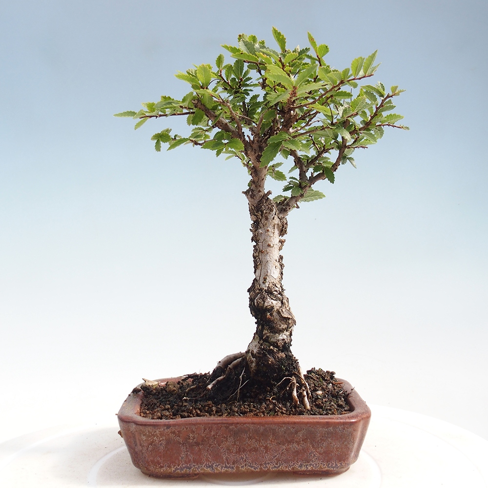 Bonsai im Freien - Zelkova - Zelkova NIRE
