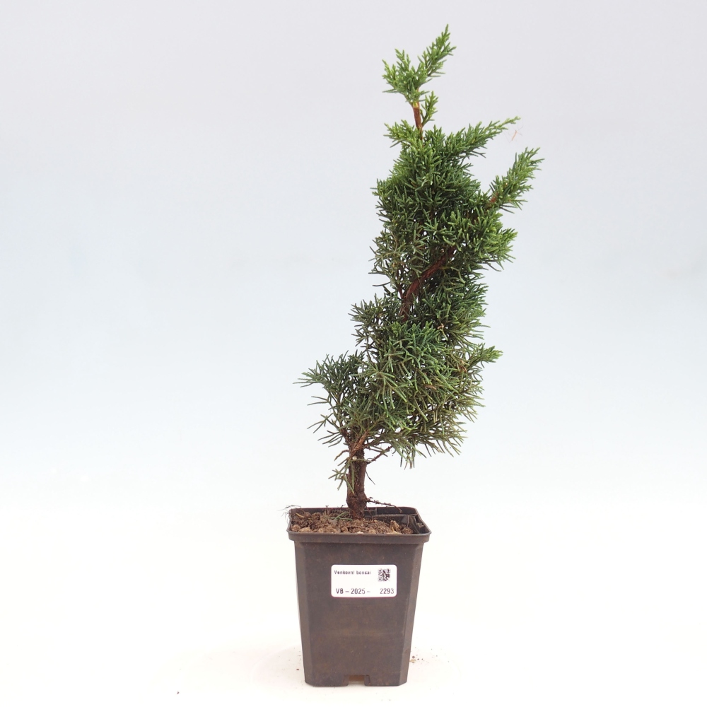 Outdoor-Bonsai - Juniperus chinensis Kishu - Chinesischer Wacholder