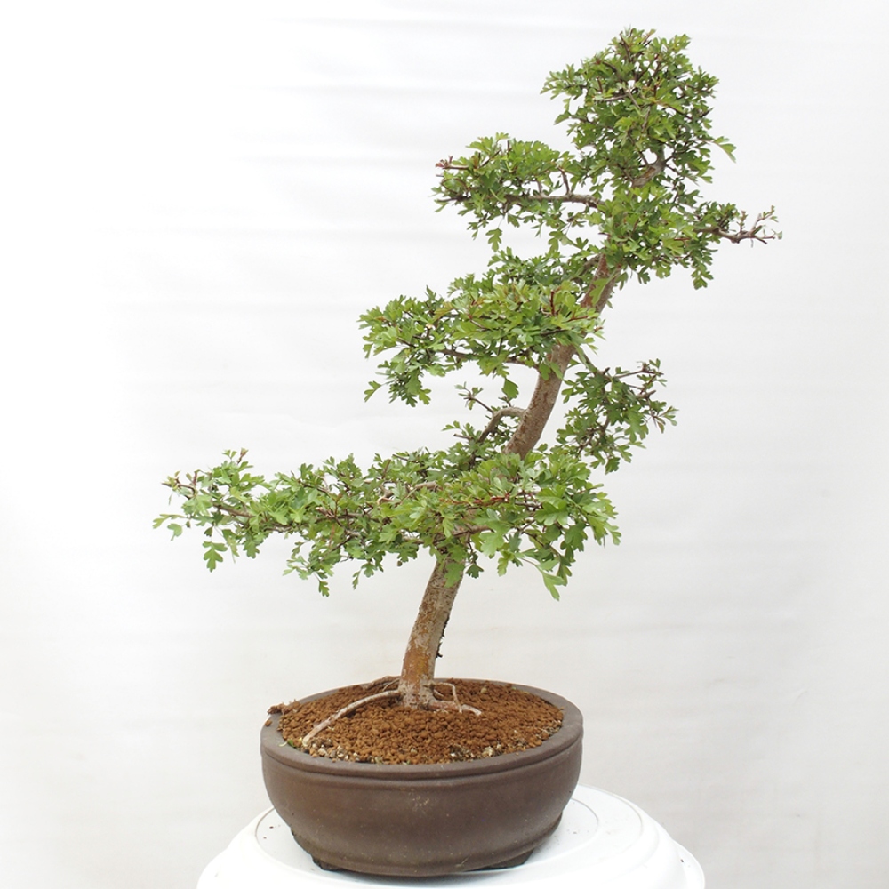 Bonsai im Freien - Weißdorn - Crataegus monogyna