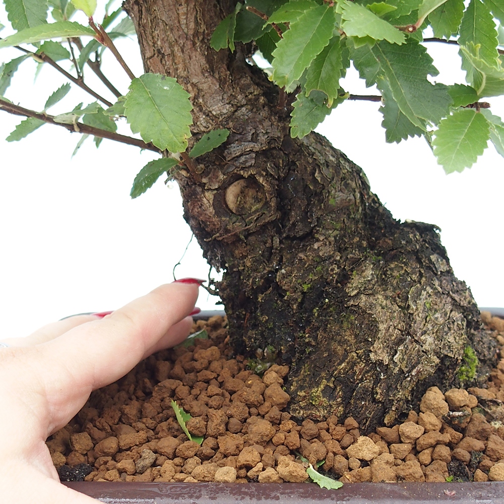 Bonsai im Freien - Zelkova - Zelkova NIRE