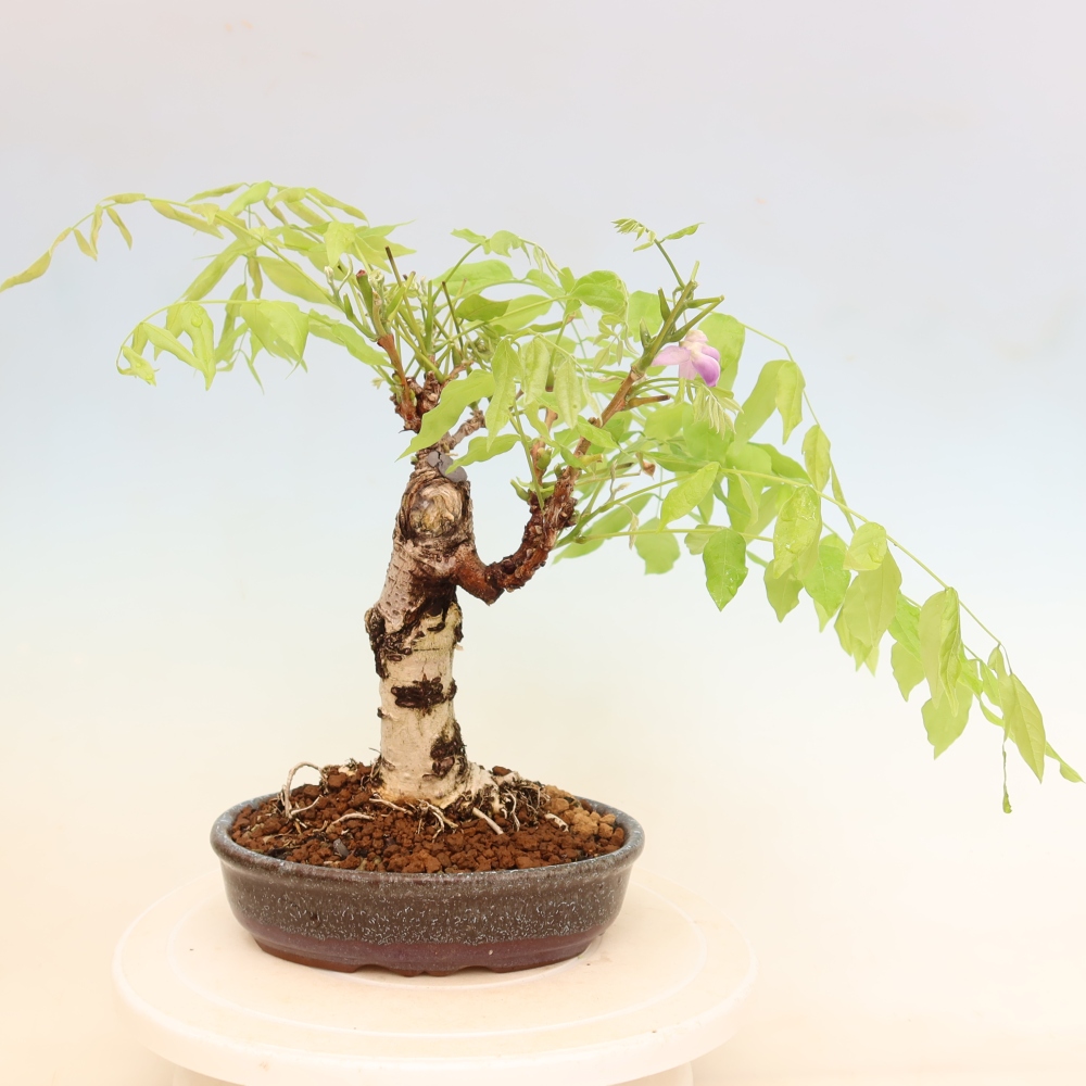 Bonsai für draußen - Wisteria floribunda