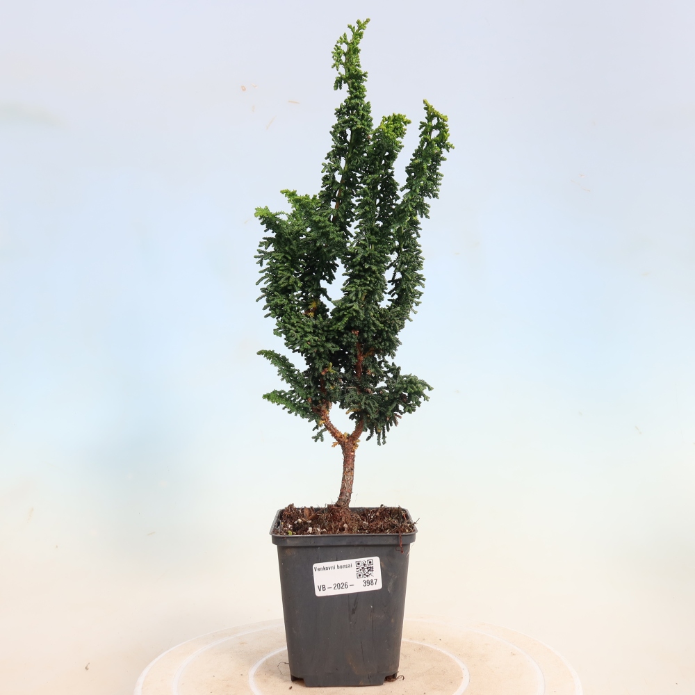 Bonsai für draußen - Cham. obtusa SEKKA HINOKI - Zypresse