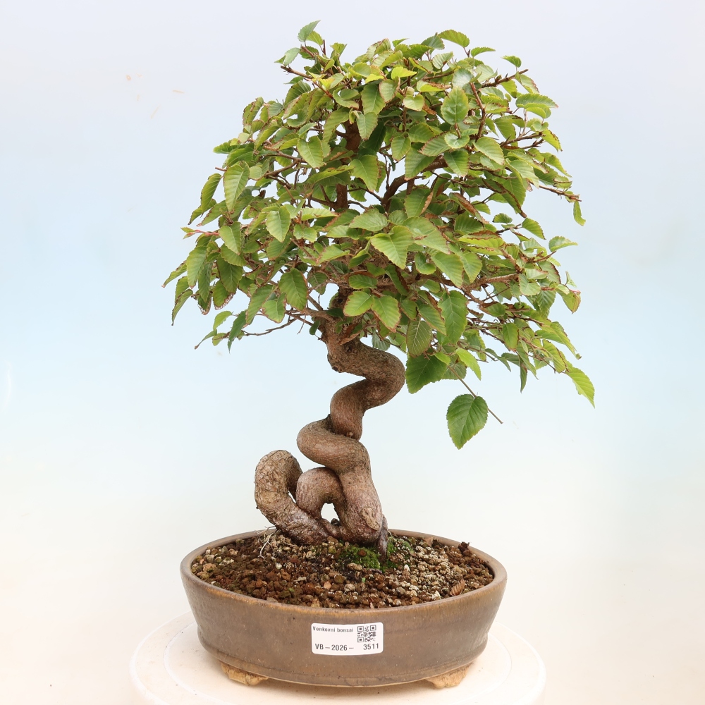 Bonsai für draußen -Carpinus CARPINOIDES - Koreanische Hainbuche