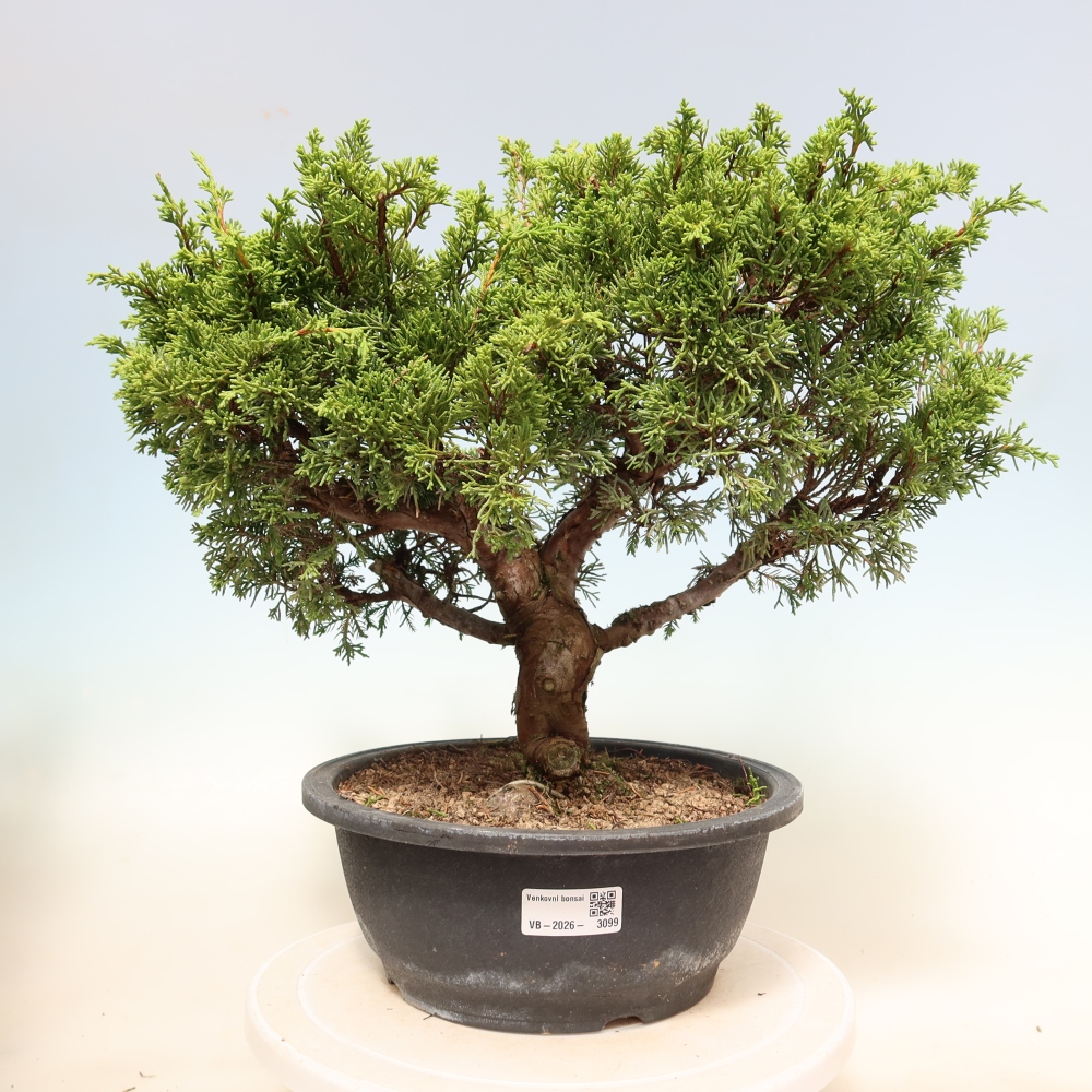 Bonsai für draußen - Juniperus chinensis Itoigawa-Juniperus chinensis