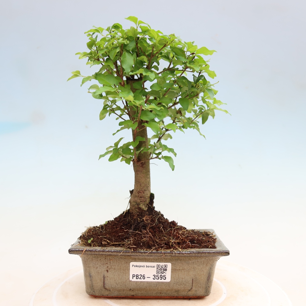 Zimmer Bonsai -Ligustrum chinensis - Vogelschnabel