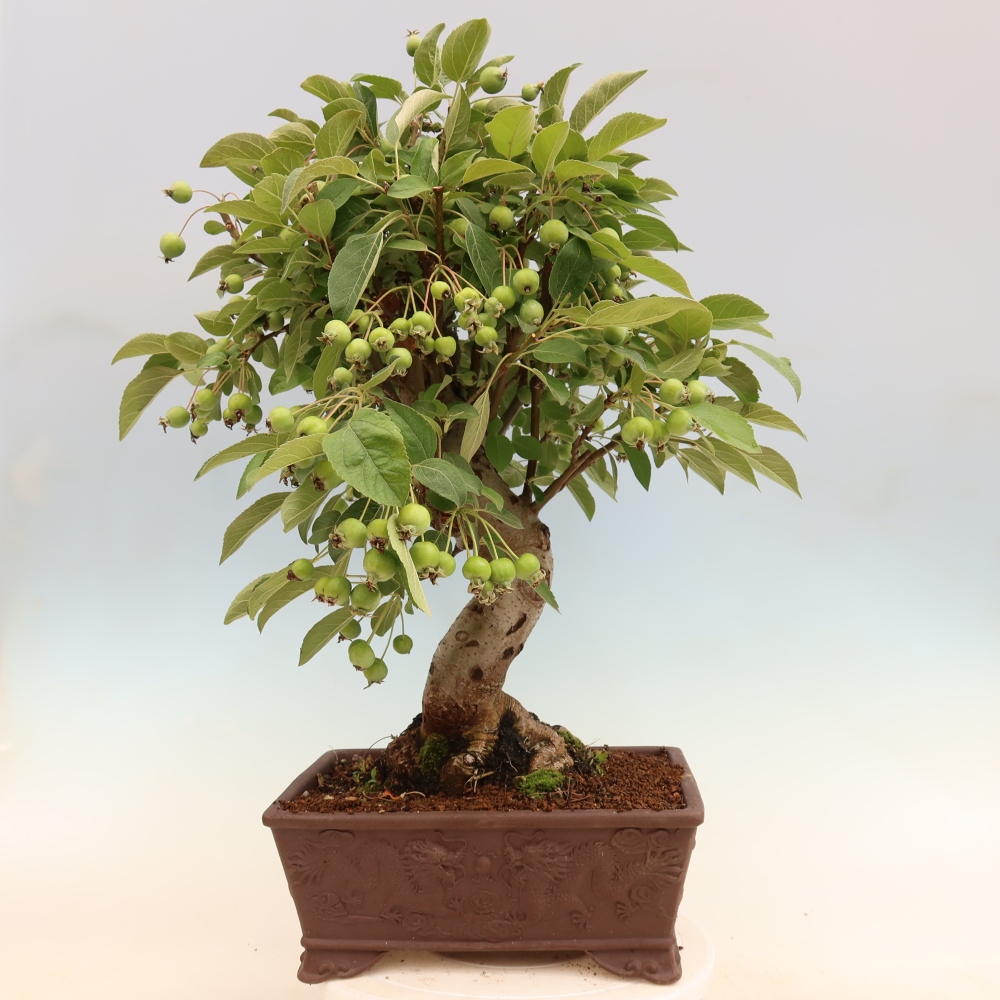 Outdoor-Bonsai -Malus halliana - Kleinfrüchtiger Apfelbaum