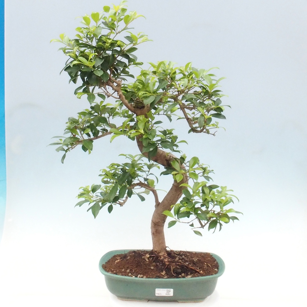Indoor Bonsai - Australische Kirsche - Eugenia uniflora