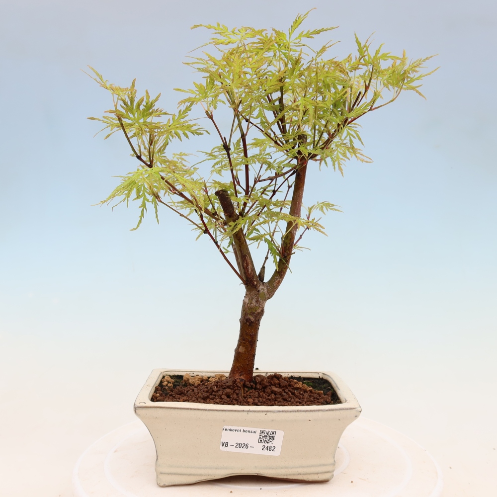 Bonsai für draußen - Acer palmatum Dissectum
