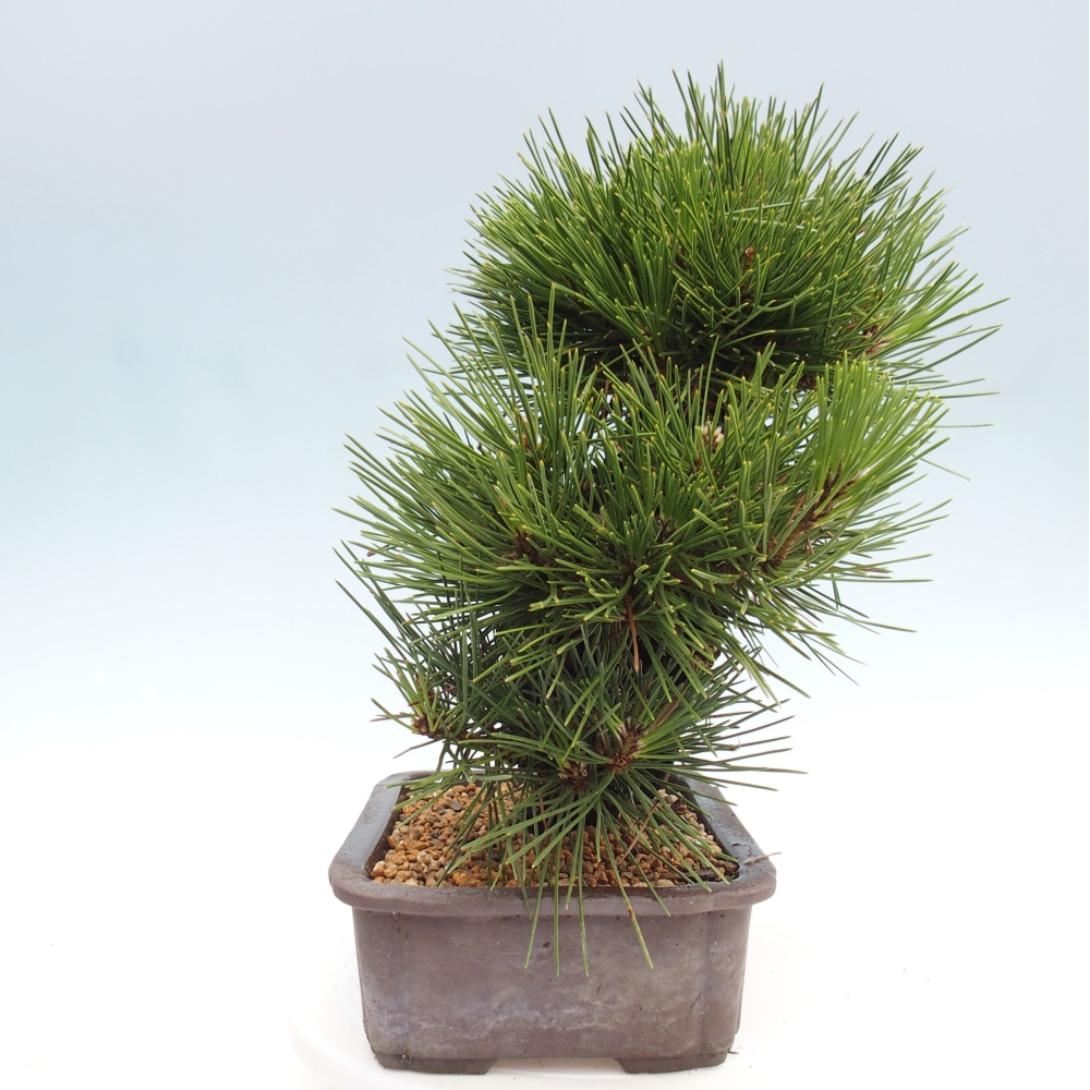 Bonsai im Freien - Pinus thunbergii - Thunbergia-Kiefer