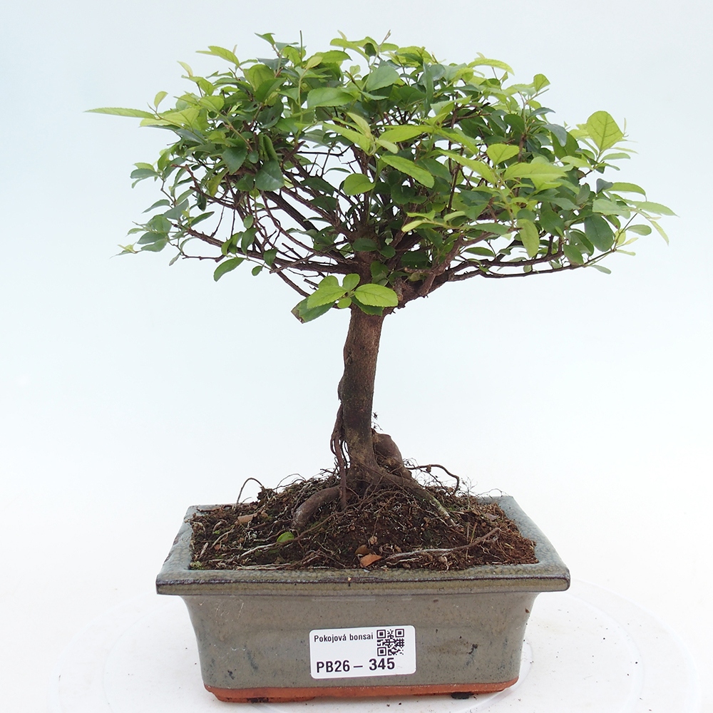 Zimmer Bonsai - Sageretia thea - Sageretia thea