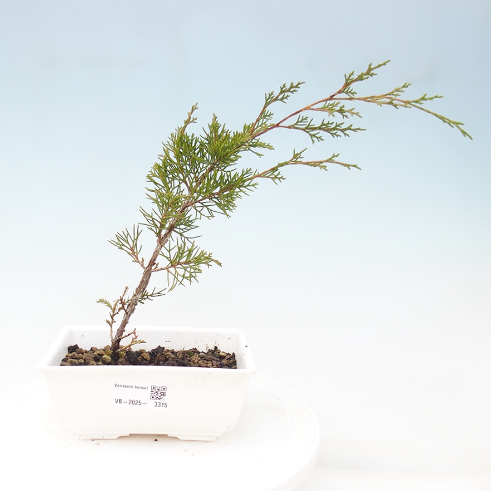 Outdoor bonsai - Juniperus chinensis Itoigawa - Chinese juniper