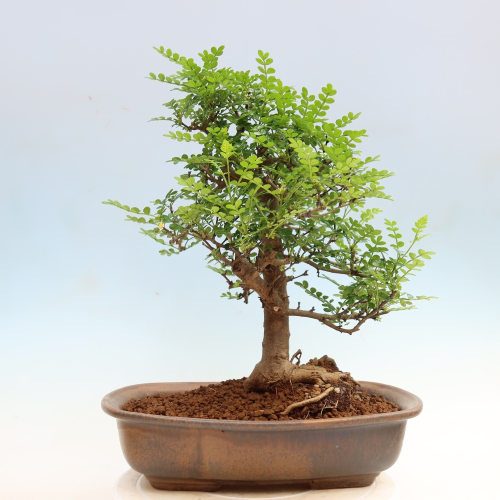 Zimmer Bonsai - Zantoxylum piperitum - Pfefferbaum