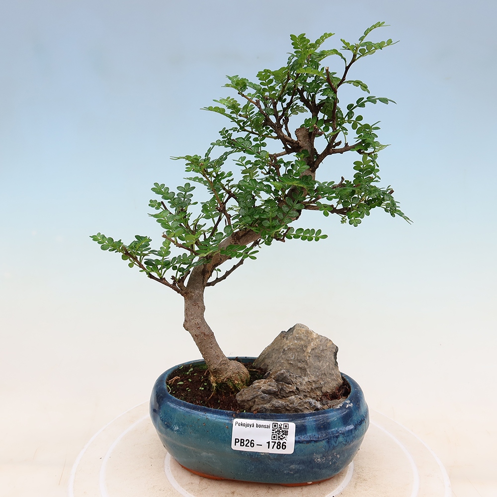 Zimmer Bonsai - Zantoxylum piperitum - Pfefferbaum