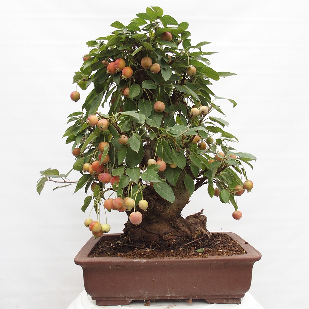 Bonsai im Freien - Malus halliana - Kleinfruchtiger Apfelbaum