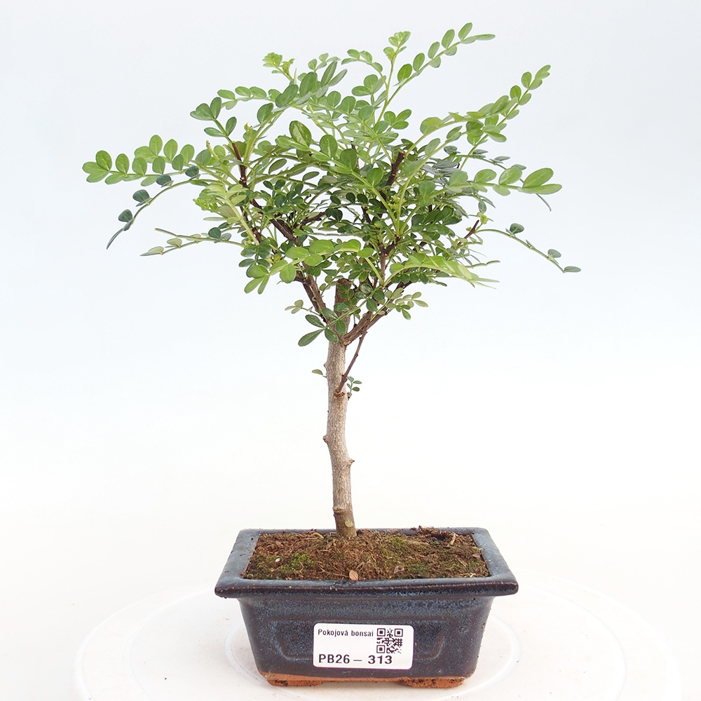 Zimmer Bonsai - Zantoxylum piperitum - Pfefferbaum