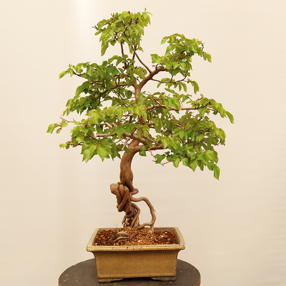 Bonsai im Freien - Carpinus Coreana - Koreanische Hainbuche