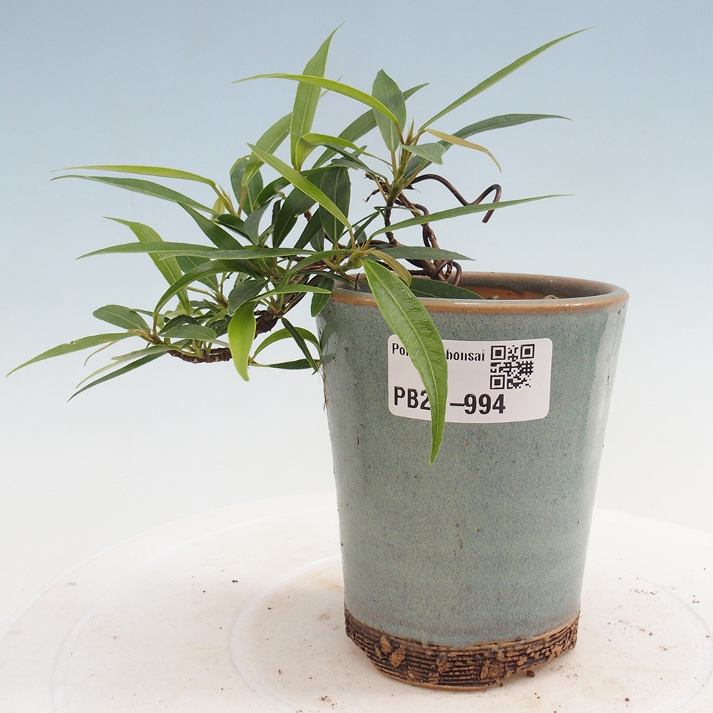Zimmerbonsai - Ficus nerifolia - kleinblättriger Ficus