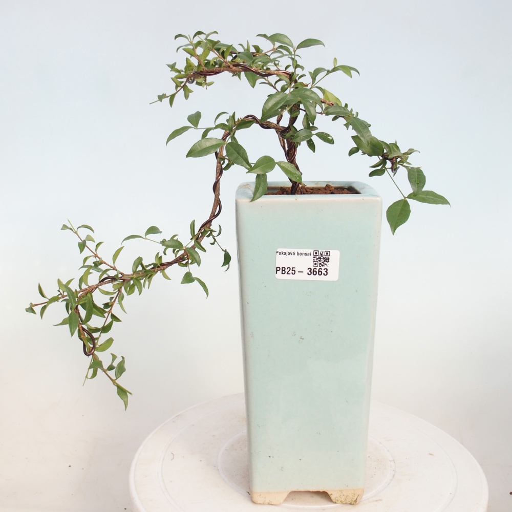 Zimmer Bonsai - Malpighia coccigera- Barbdor Kirsche