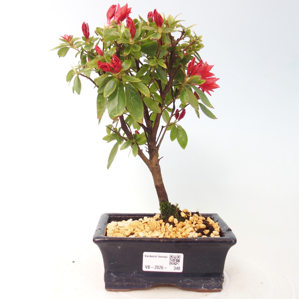 Bonsai für draußen - Japanische Azalee - Azalea sp.