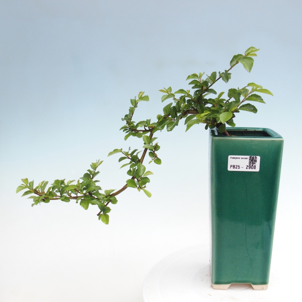 Zimmerbonsai - Grewia occidentalis - Lavendelstern