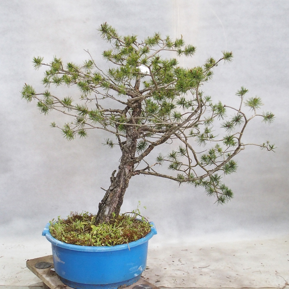 Yamadori - Pinus sylvestris 