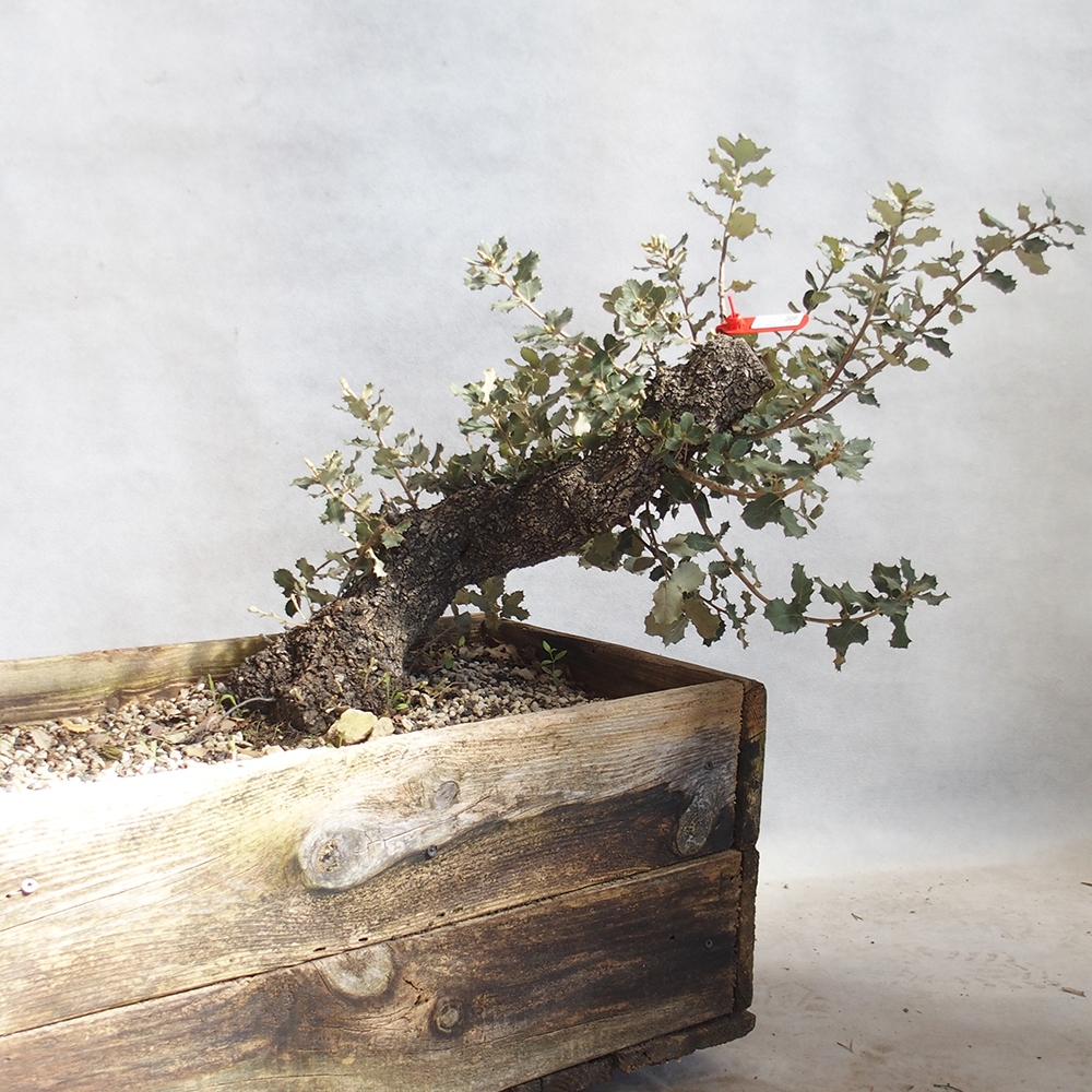 Freilandbonsai Quercus coccifera - Eiche 