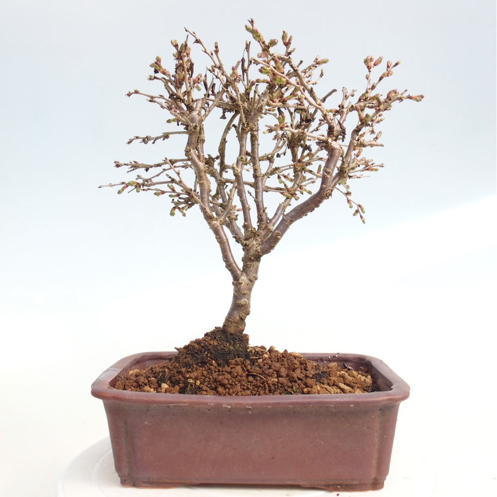 Bonsai für draußen - Prunus incisa Kojou-no mai-Plivon ausgeschnitten