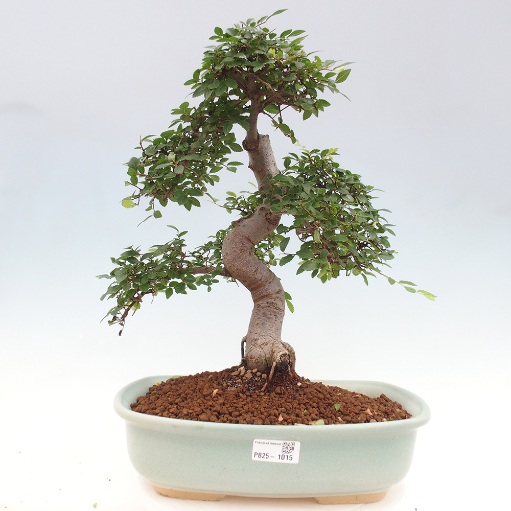 Zimmerbonsai - Ulmus parvifolia - Kleinblättrige Ulme