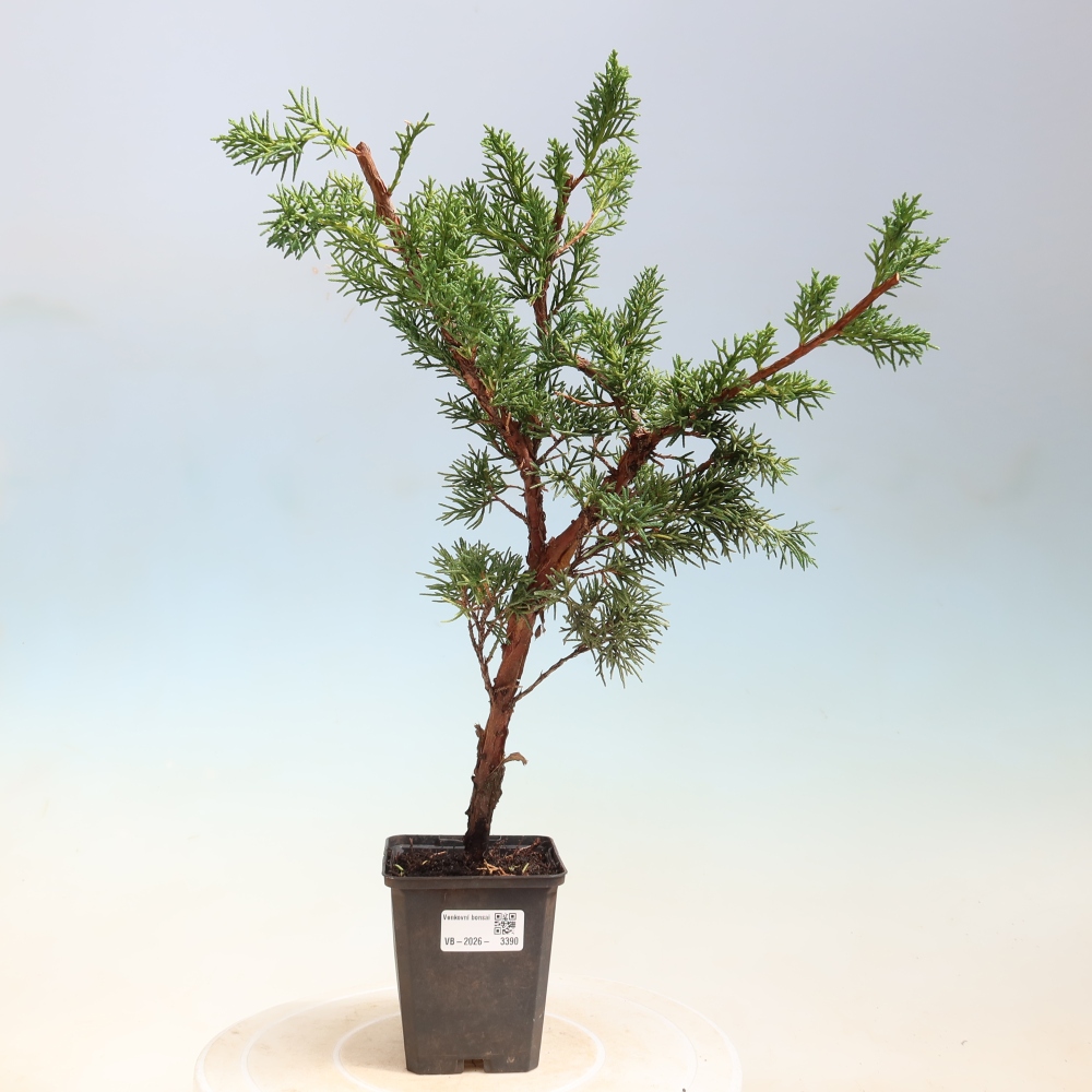 Bonsai für draußen - Juniperus chinensis Kishu