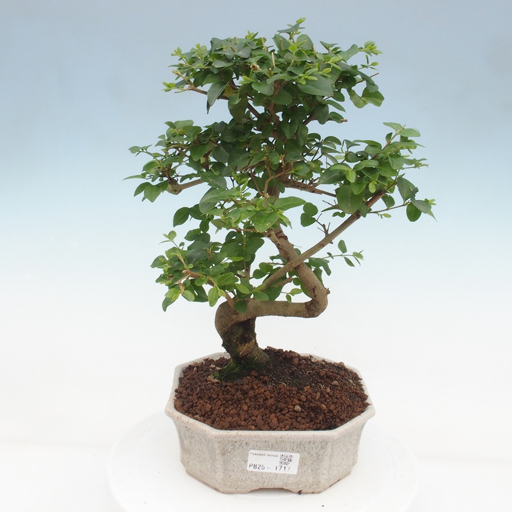 Indoor Bonsai -Ligustrum chinensis - Vogelschnabel