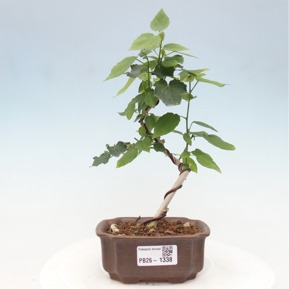 Zimmerbonsai - Malvaviscus arboreus