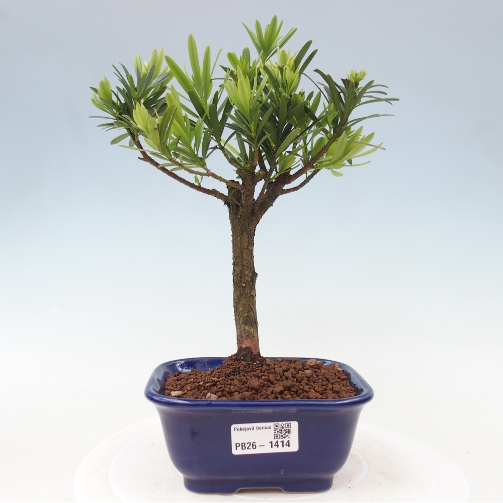 Zimmerbonsai - Podocarpus - Stein-Eibe
