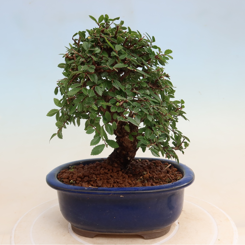 Bonsai für draußen - Zelkova - Zelkova NIRE