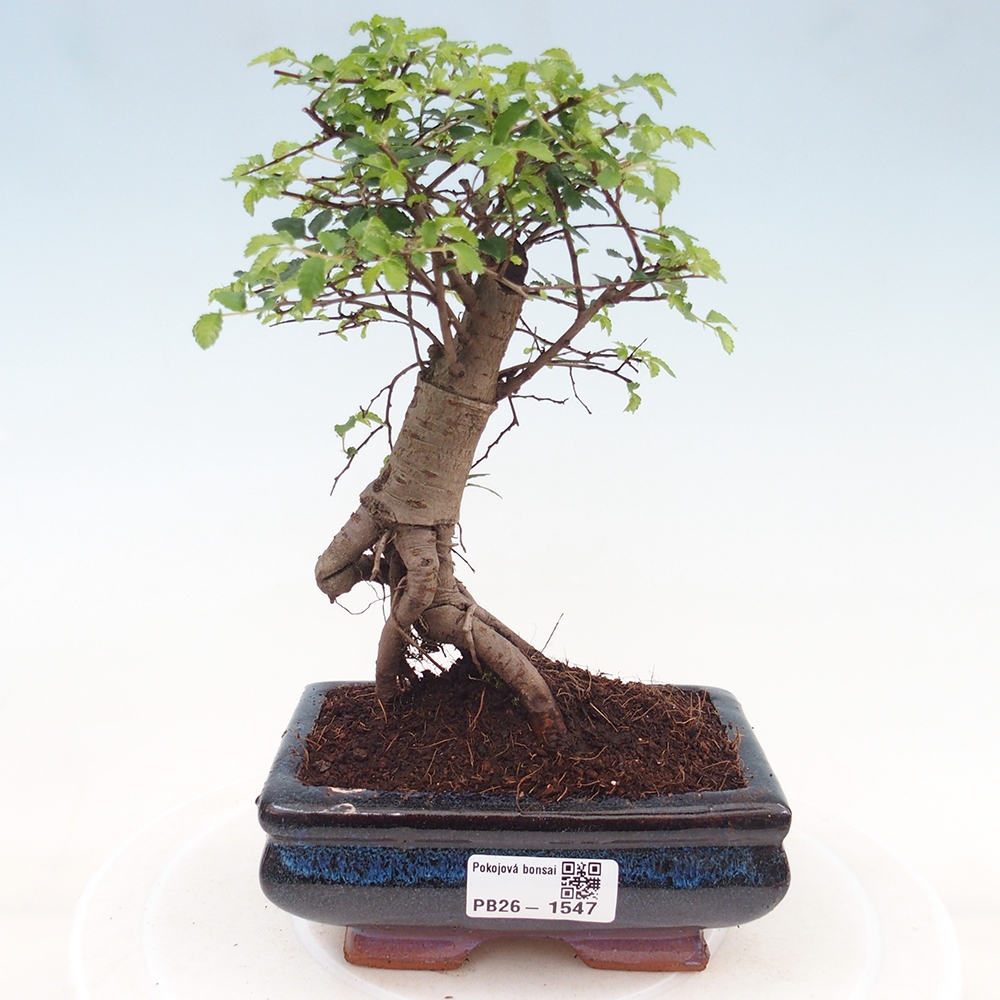 Zimmerbonsai - Ulmus parvifolia - Kleinblättrige Ulme