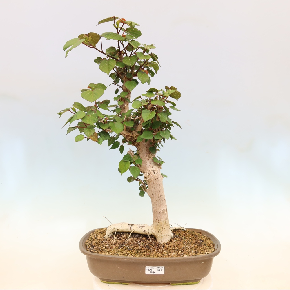Zimmerbonsai - Hibiscus tiliaceus - Meeres-Hibiskus
