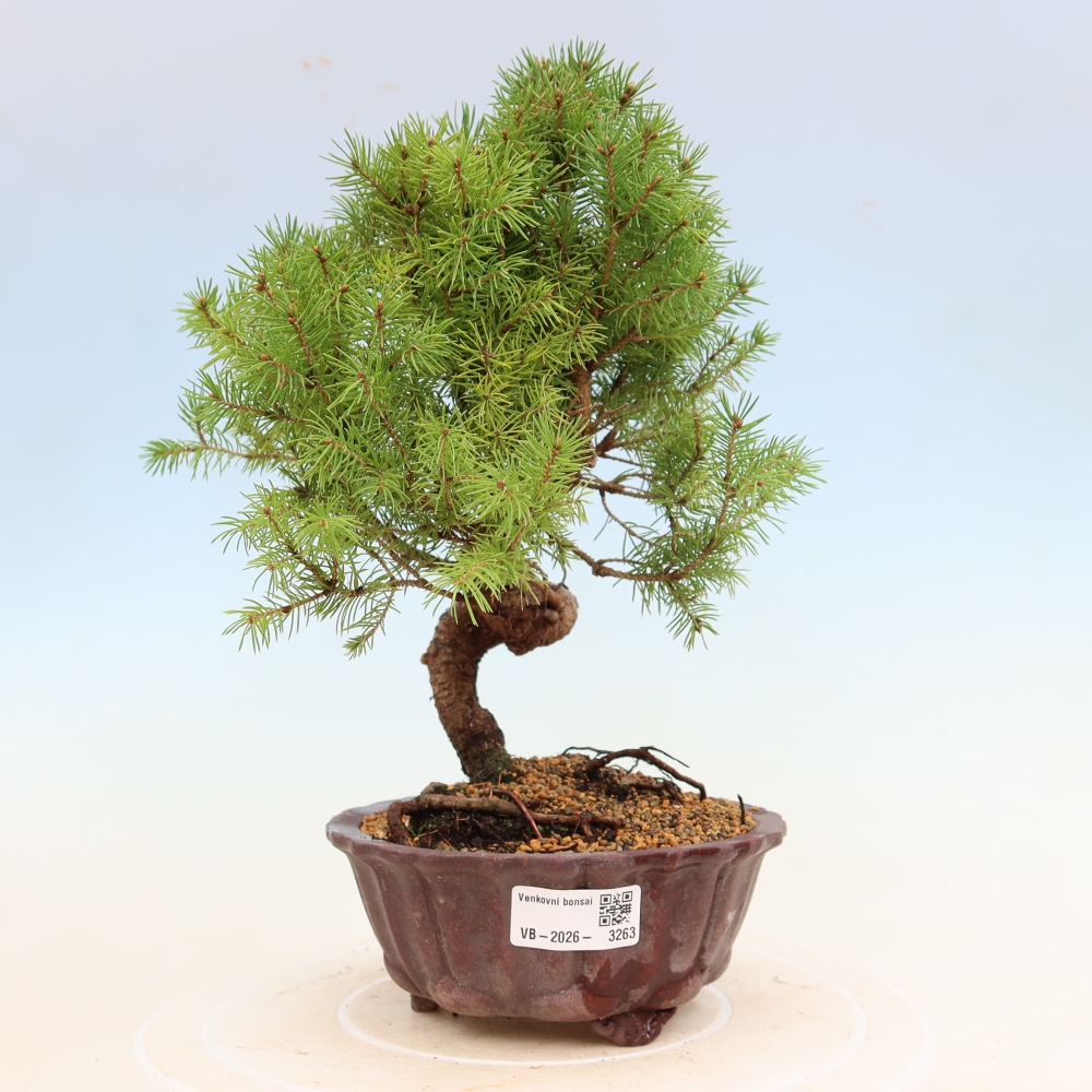 Bonsai für draußen - Fichte - Picea glauca globe