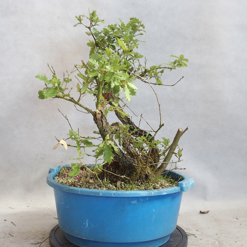 Freilandbonsai Quercus Cerris - Eiche Cer