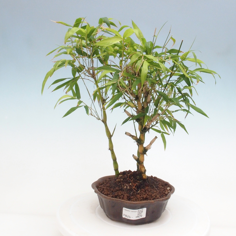 Zimmerbonsai - Bambus-Buddha-Bambus-Buddha-Bauch