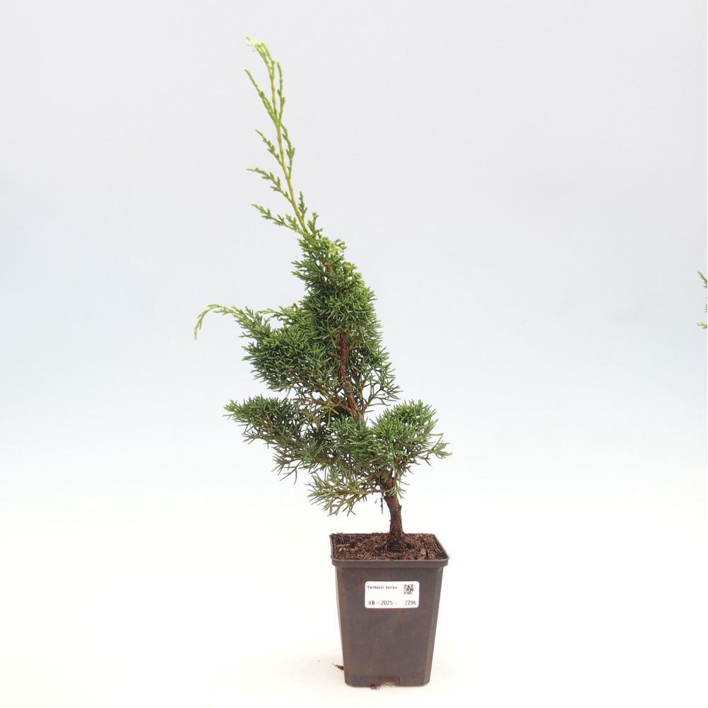Outdoor-Bonsai - Juniperus chinensis Kishu - Chinesischer Wacholder