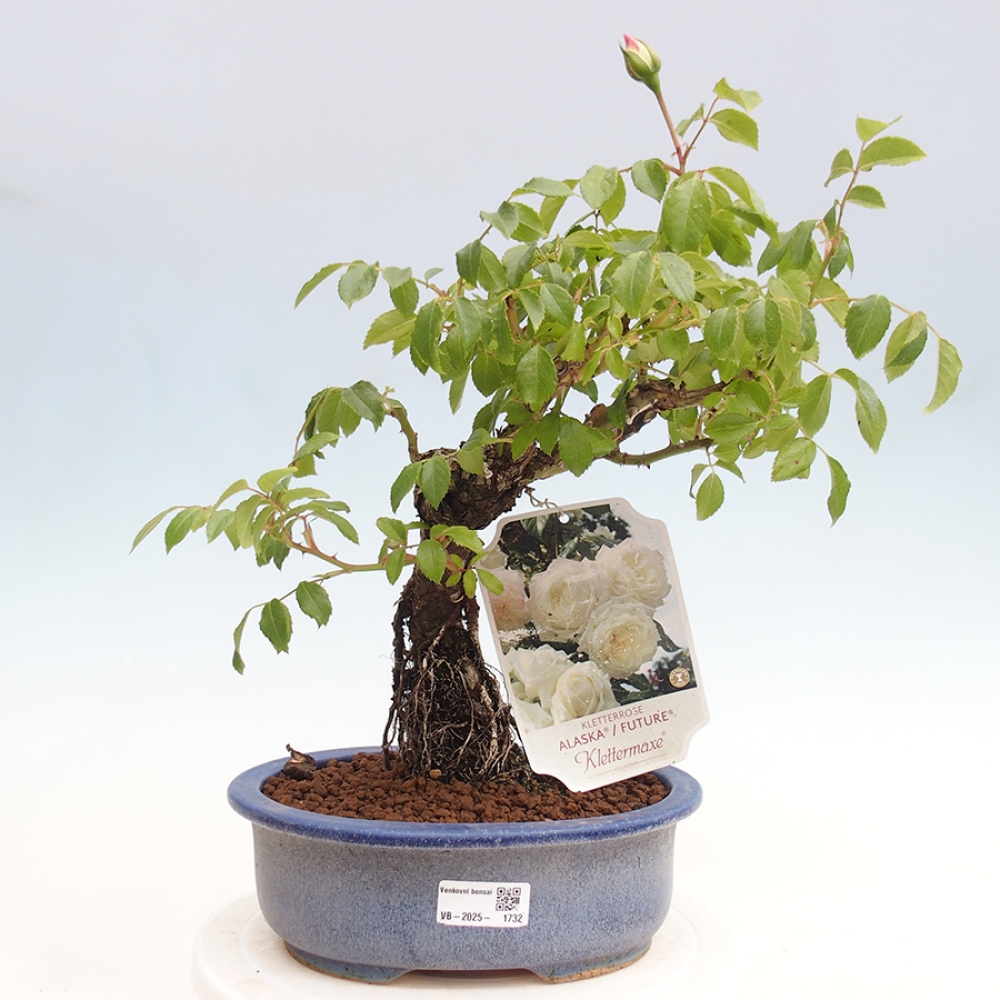 Freilandbonsai - Rosa Kordes -  Rose