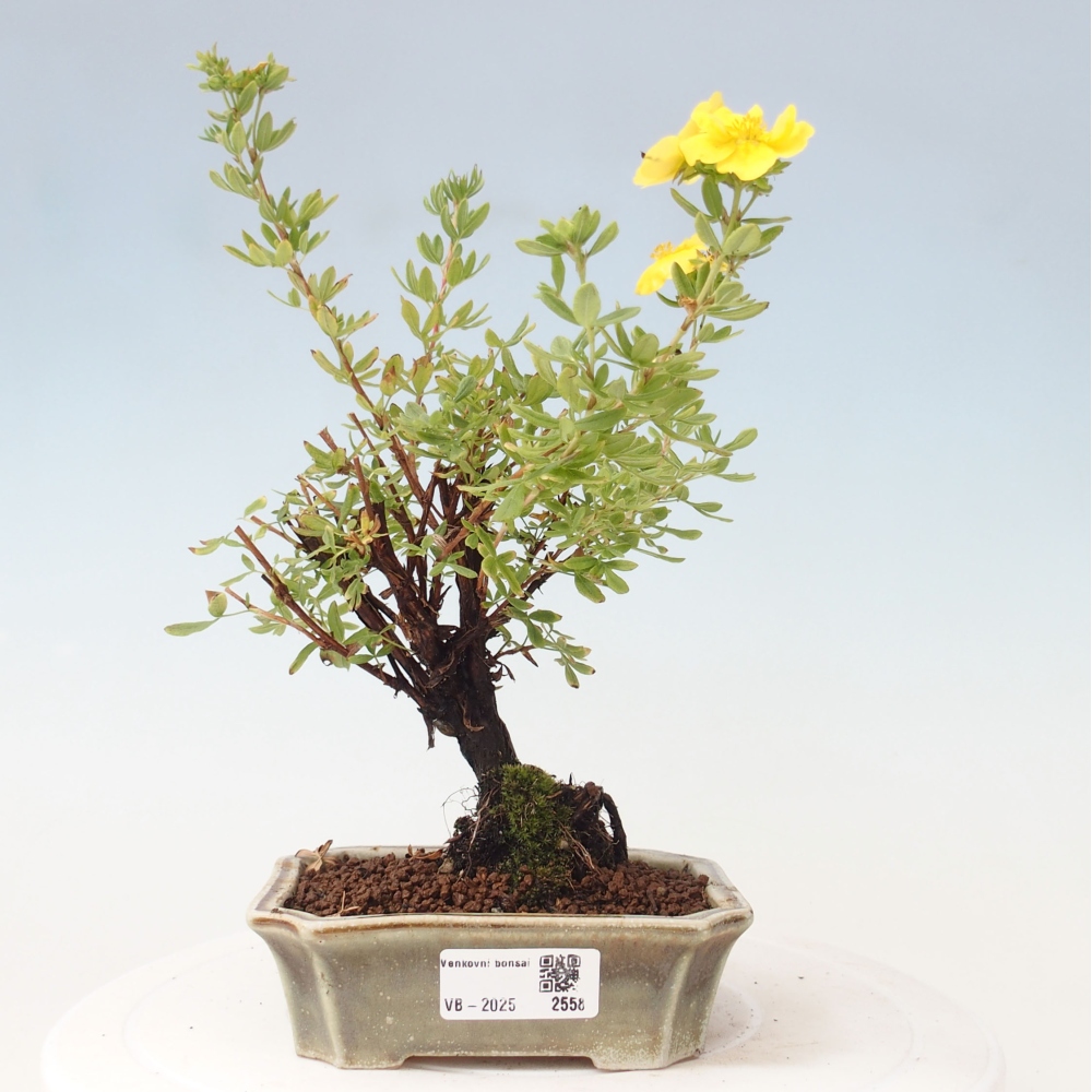 Outdoor-Bonsai-Fingerkraut - Potentila fruticosa gelber Vogel