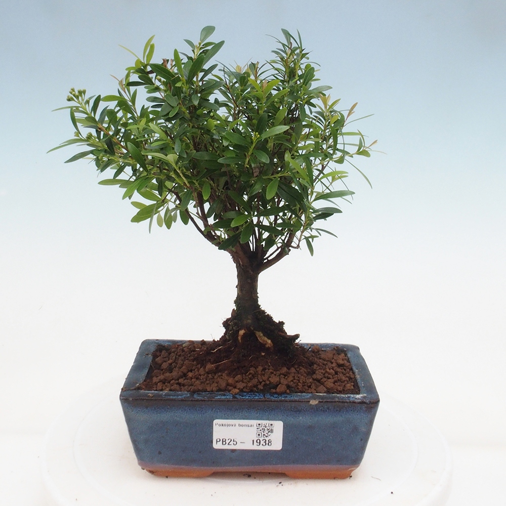 Zimmer Bonsai - Syzygium - Pimentovník
