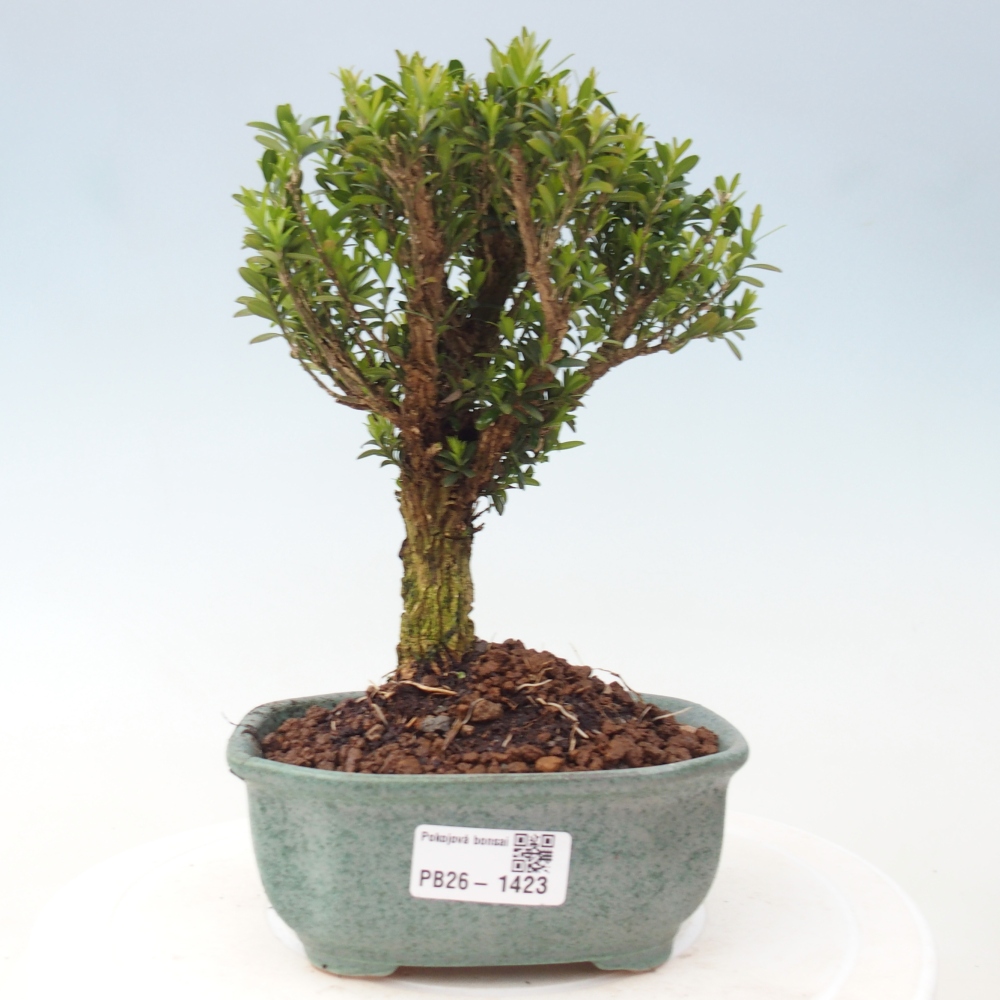 Zimmer Bonsai - Buxus harlandii - Korkbuxus