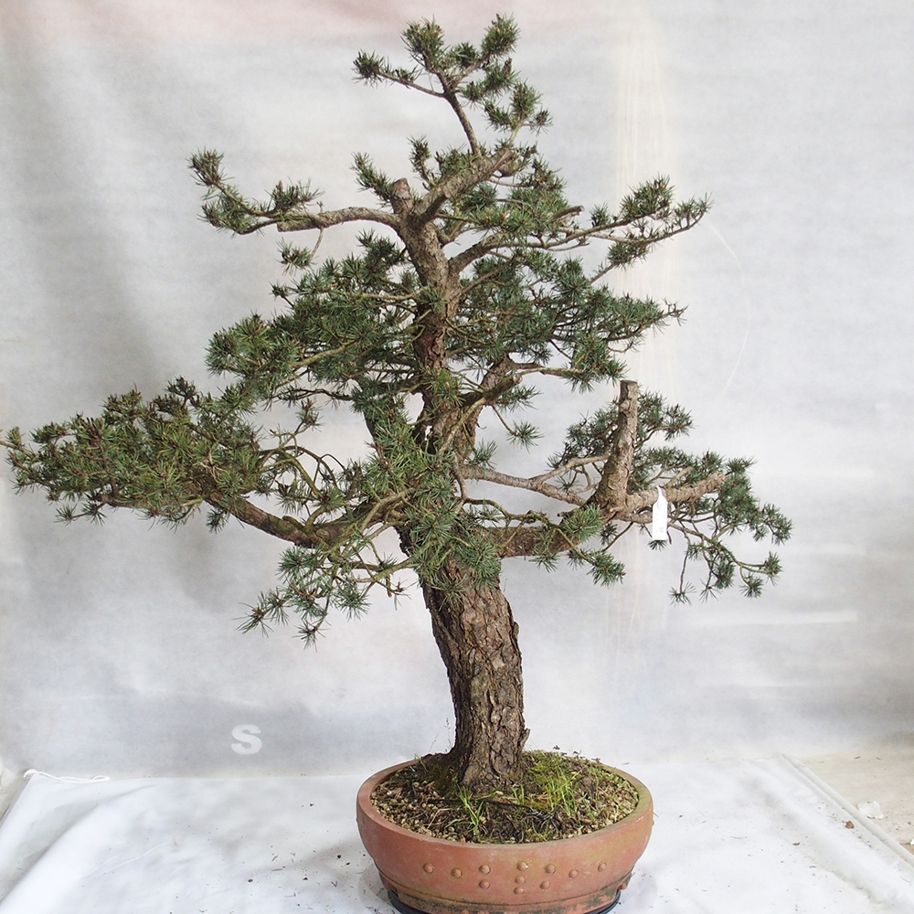 Yamadori - Pinus sylvestris 