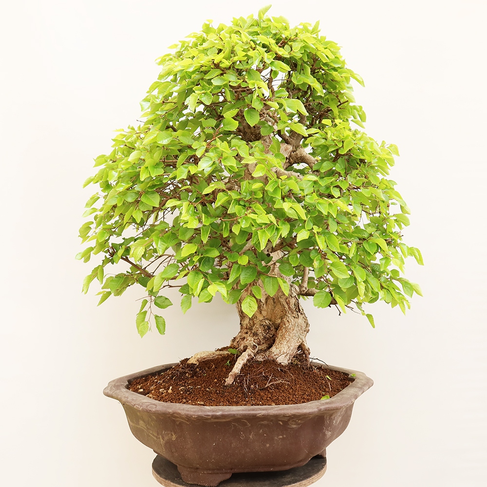 Bonsai im Freien - Carpinus Coreana - Koreanische Hainbuche