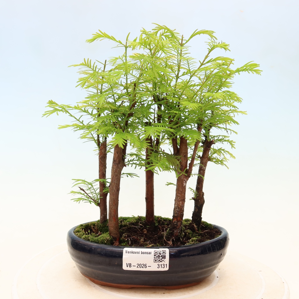 Bonsai für den Außenbereich – Metasequoia glyptostroboides – Chinesische Metasequoia – Wäldchen